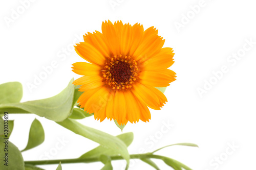 Growing calendula isolated on white