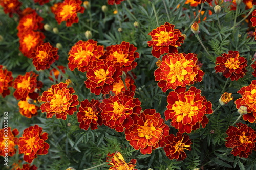 Marigold flowers background