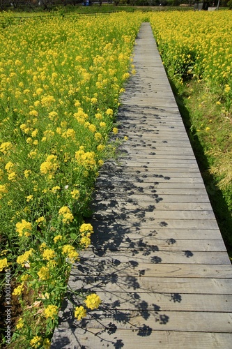 path in garden