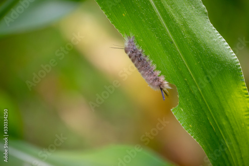 A pretty contrast between this fuzzy pale caterpillar and the green corn stalk leaf it rests on in Missouri. Bokeh effect and available copy space.