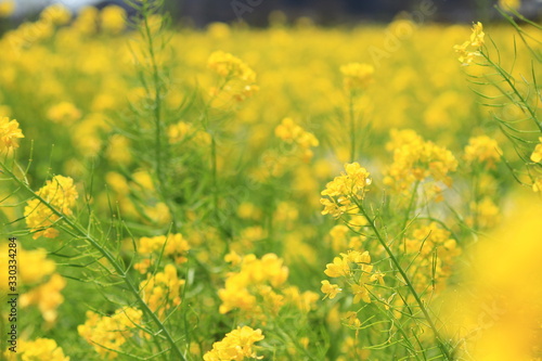 field of yellow flowers © ゆず