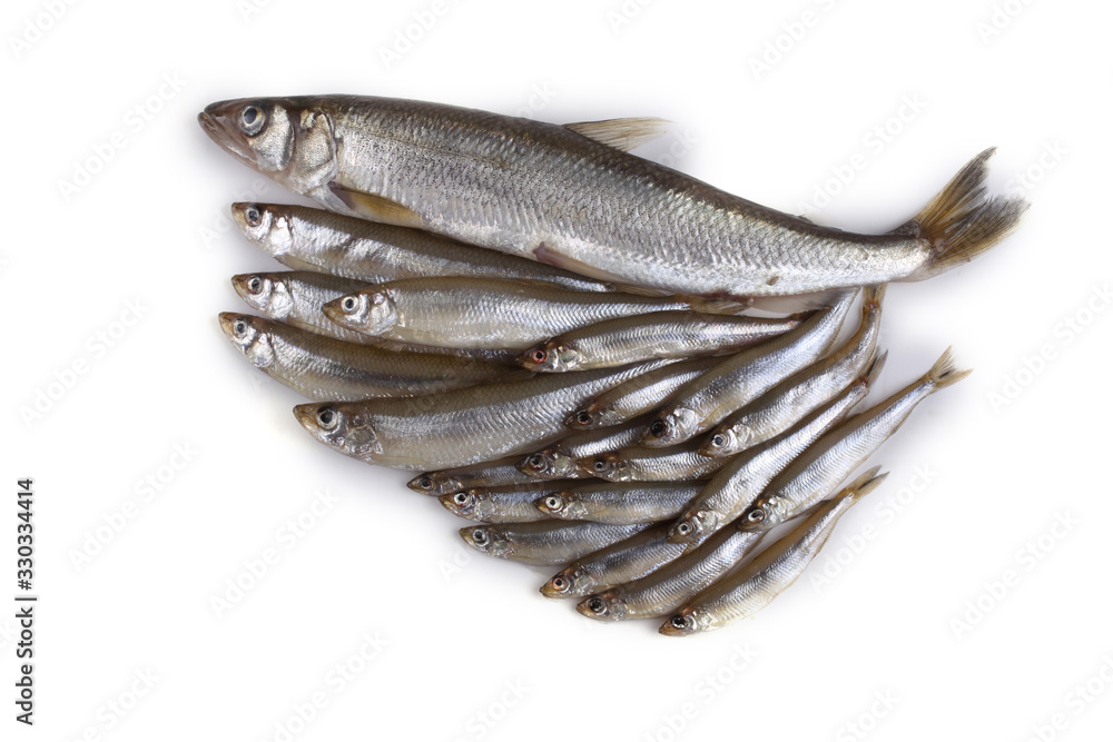 Smelt fishes. Big, middle and little Pacific smelt varieties Smelt fishes. Big, middle and little Pacific smelt varieties