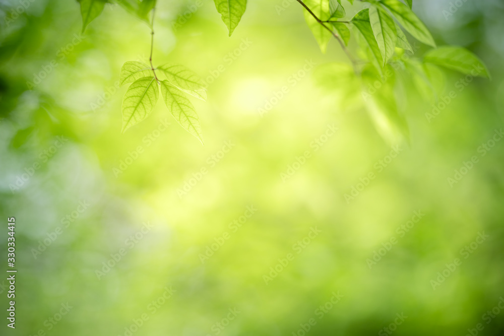 Nature of green leaf in garden at summer. Natural green leaves plants using as spring background cover page greenery environment ecology wallpaper Nature of green leaf in garden at summer. Natural green leaves plants using as spring background cover page greenery environment ecology wallpaper