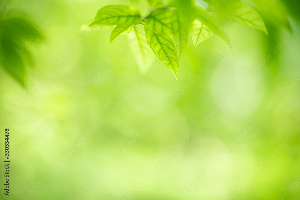Nature of green leaf in garden at summer. Natural green leaves plants using as spring background cover page greenery environment ecology wallpaper Nature of green leaf in garden at summer. Natural green leaves plants using as spring background cover page greenery environment ecology wallpaper