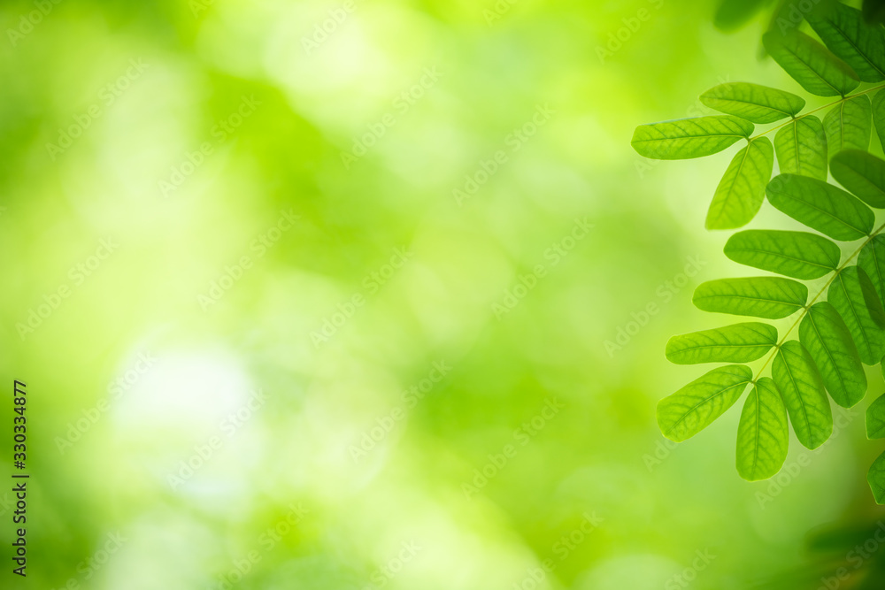 Nature of green leaf in garden at summer. Natural green leaves plants using as spring background cover page greenery environment ecology wallpaper Nature of green leaf in garden at summer. Natural green leaves plants using as spring background cover page greenery environment ecology wallpaper