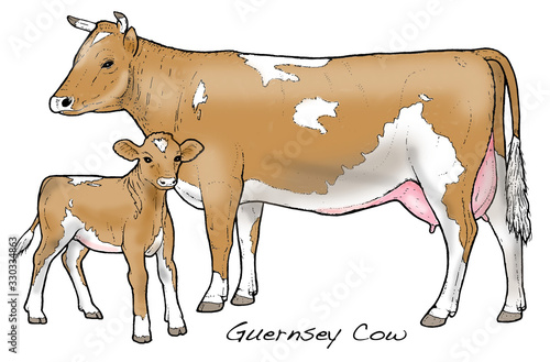 Guernsey Cow. This famous Channel Island breed is noted for its creamy milk - ideal for butter making.