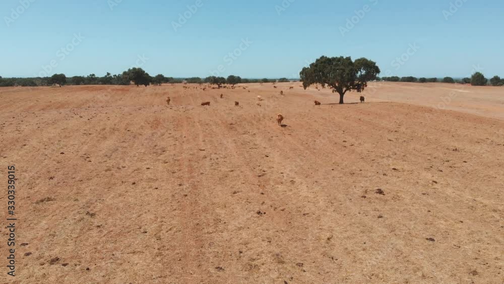 Brown cows on a pasture of farm, aerial view. Group of brown cow breed standing in the field of dry grass. Aerial view cows grazing on dry grass field at pasture farm. Bright sunny day in arid climate Brown cows on a pasture of farm, aerial view. Group of brown cow breed standing in the field of dry grass. Aerial view cows grazing on dry grass field at pasture farm. Bright sunny day in arid climate