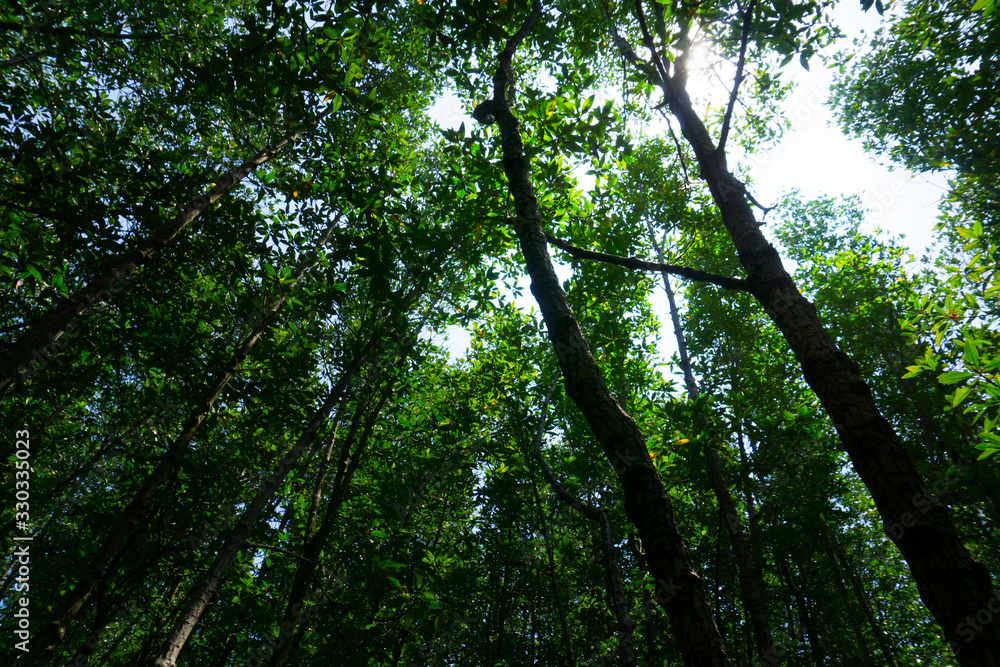 Fototapeta premium High angle of beech forest in spring