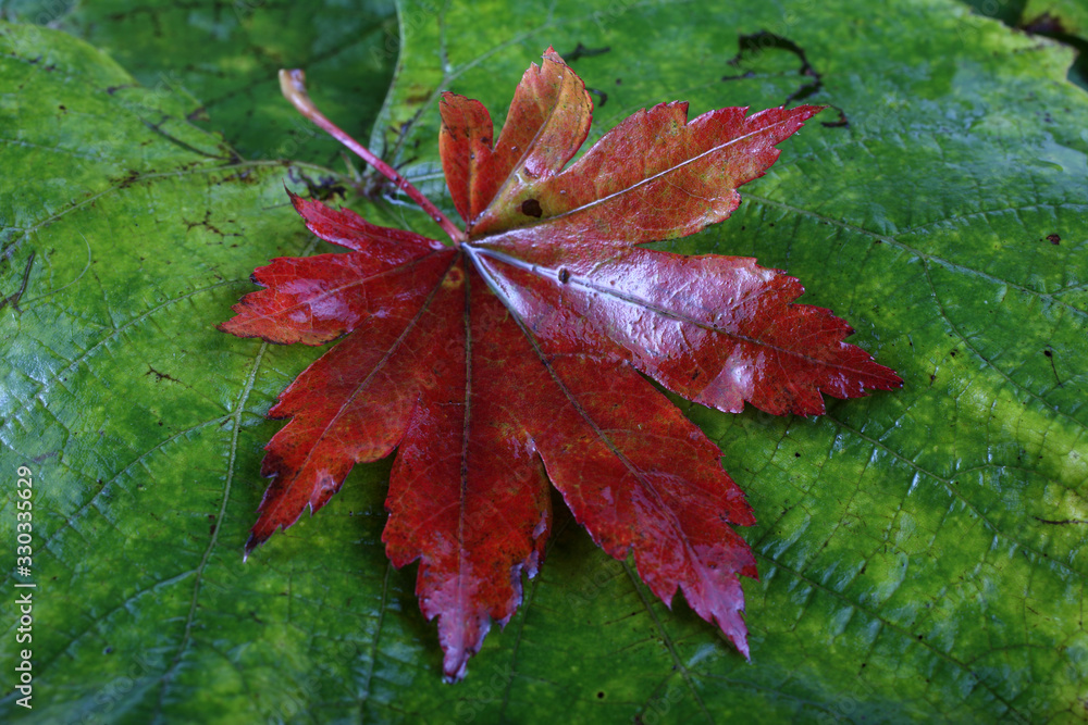 Autumn maple and grape leaves background Autumn maple and grape leaves background