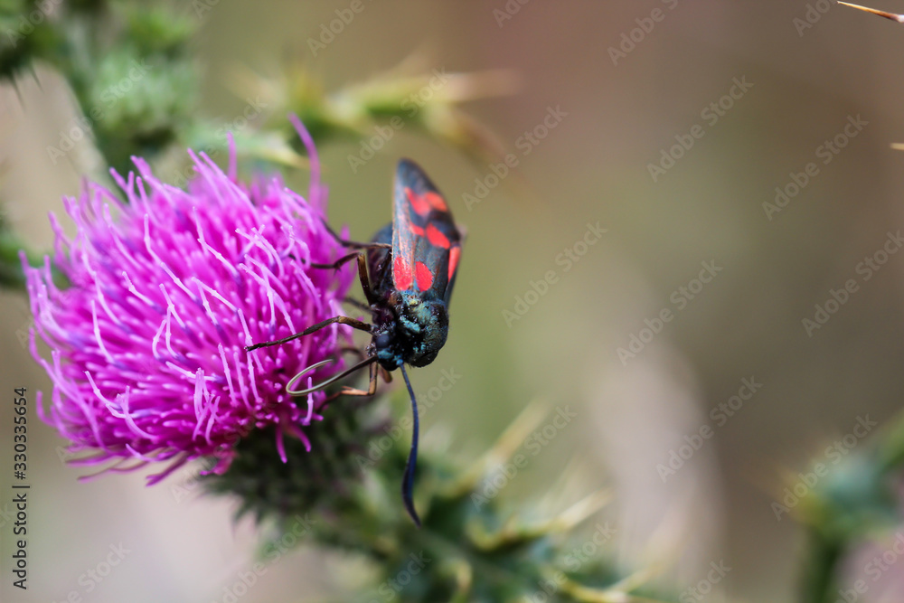 ein Schmetterling, Falter auf einer Blüte ein Schmetterling, Falter auf einer Blüte