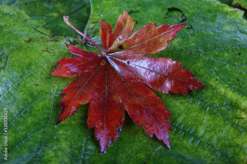 Autumn maple and grape leaves background