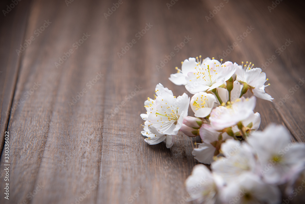 Fototapeta premium 桜の花