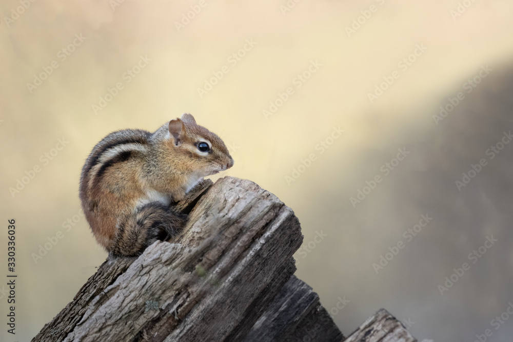 chipmunk sitting on a log in nature, with open space in the photo chipmunk sitting on a log in nature, with open space in the photo