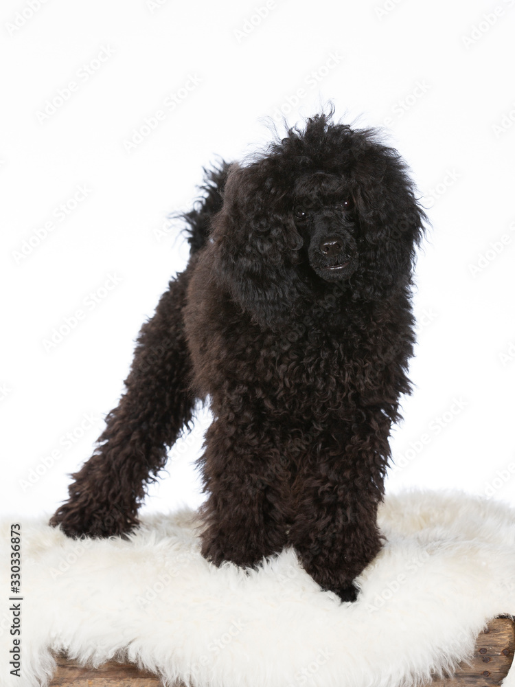 Black poodle portrait. Image taken in studio with white background.
