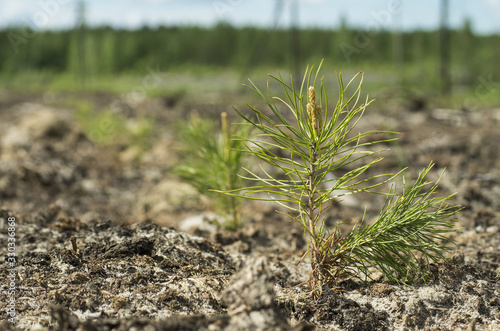 Reclamation of an oil production site. Planting pine seedlings.