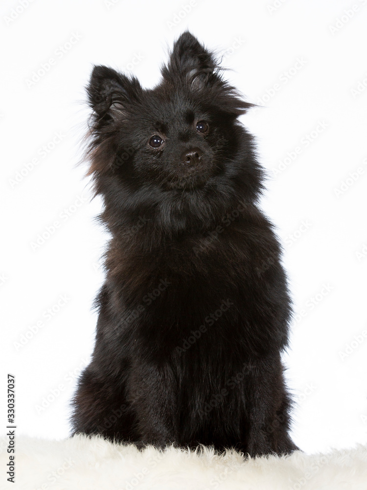 Black Kleinspitz portrait. Image taken in studio with white background. Black Kleinspitz portrait. Image taken in studio with white background.