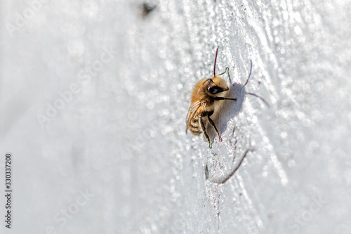 honey bee warms itself in the spring sun on a white wall