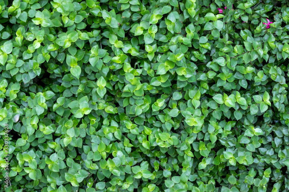 Green Leaf Wall Pattern Nature Background. Green Leaf Wall Pattern Nature Background.