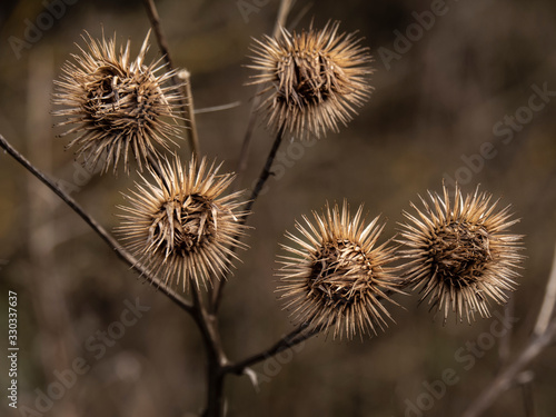Slika na platnu Finished flowers or seed heads of the burdock plant, Arctium, in winter