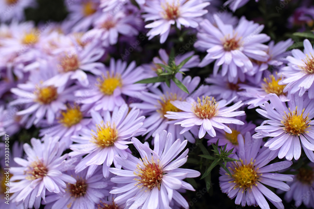 Violet chrysanthemums background Violet chrysanthemums background