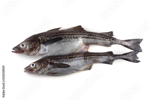 Obraz na płótnie Alaska pollock