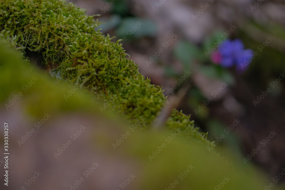 Moos bewächst einen Baumstamm im Wald. Im Hintergrund wächst eine kleine Blume Moos bewächst einen Baumstamm im Wald. Im Hintergrund wächst eine kleine Blume