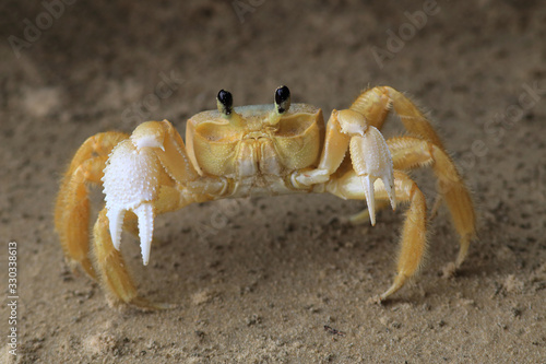 Quadro su tela photo of the Atlantic ghost crab on the beaches of salvador, bahia, brazil