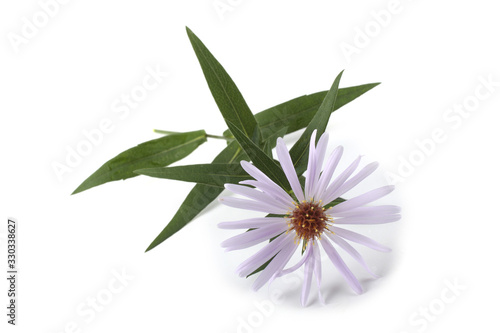 Wild aster isolated on white