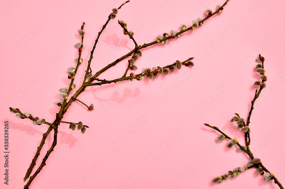 Branches of willow on pastel pink and mint blue background.