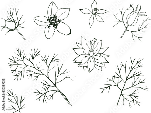 Flower Nigella Vector hand drawn floral set isolated on white background © LINE 2 LINE
