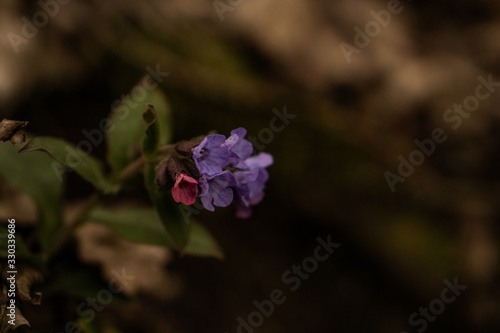 Close Up einer wunderschönen Lilafarbenen Blume am Waldboden photo