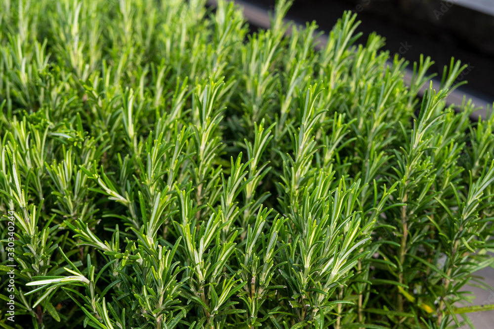 Rosemary Rosemary
