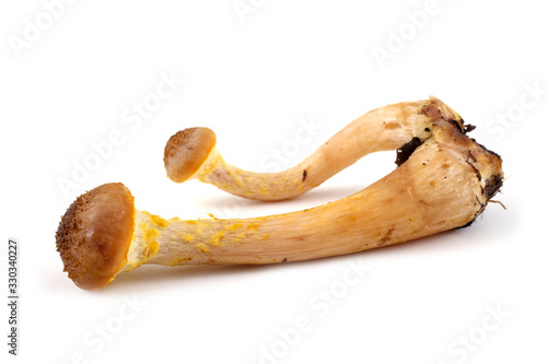 Fotografia Honey fungus mushrooms
