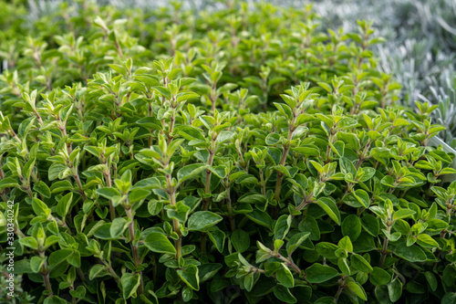 Oregano