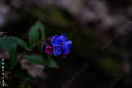 Wallpaper Mural Wunderschöne Blume am Waldboden  Torontodigital.ca