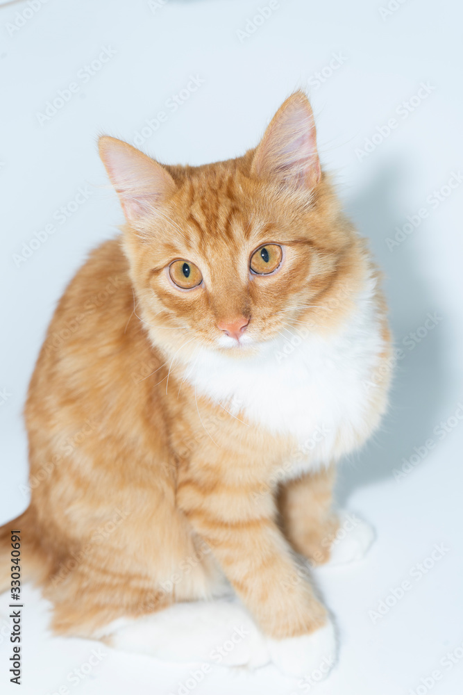 One red cat sitting on a white background, serious