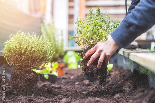 Urban gardening: Woman is planting fresh vegetables and herbs on fruitful soil in the own garden, raised bed. photo