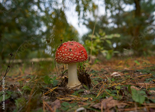 red toadstools in the forest, Amanita muscaria