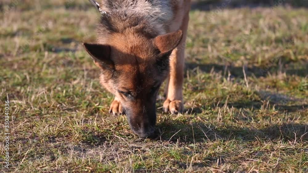 Mine clearance concept with service dogs. A trained dog is looking for mines in the ground. Mine clearance with dogs. The dog helps to search for mines in the ground. Mine clearance after the fighting
