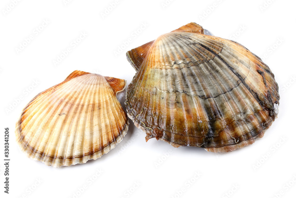 Two scallops Two scallops