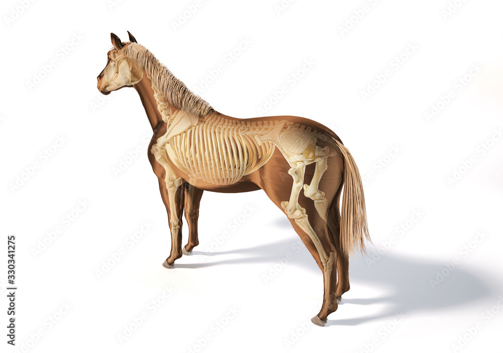 Obraz premium Horse Anatomy. Skeletal system.