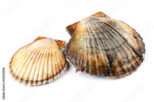 Two scallops