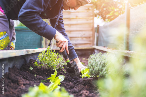 Obraz na płótnie Urban gardening: Woman is planting fresh vegetables and herbs on fruitful soil in the own garden, raised bed