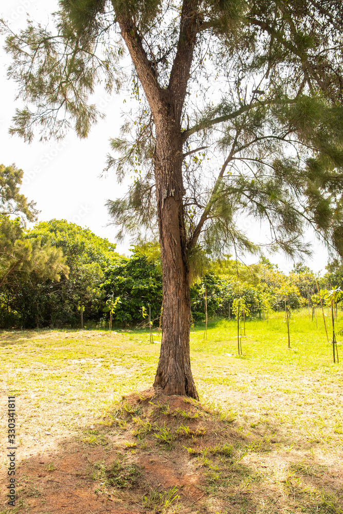 Fototapeta premium Casuarina equisetifolia, Australian pine tree, Whistling Pine Tree at Macae, Rio de Janeiro, Brazil