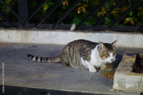 Homeless cat eats on the sidewalk of sudirman street #1 photo