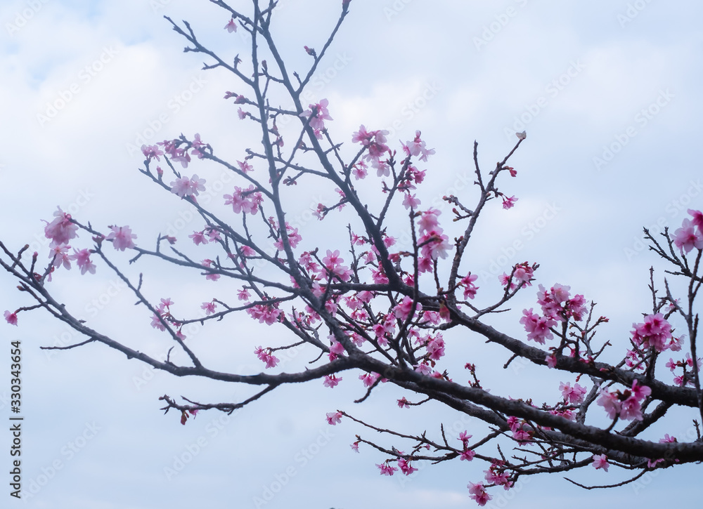 沖縄に咲く紅いヒカンザクラ、桜、寒緋桜