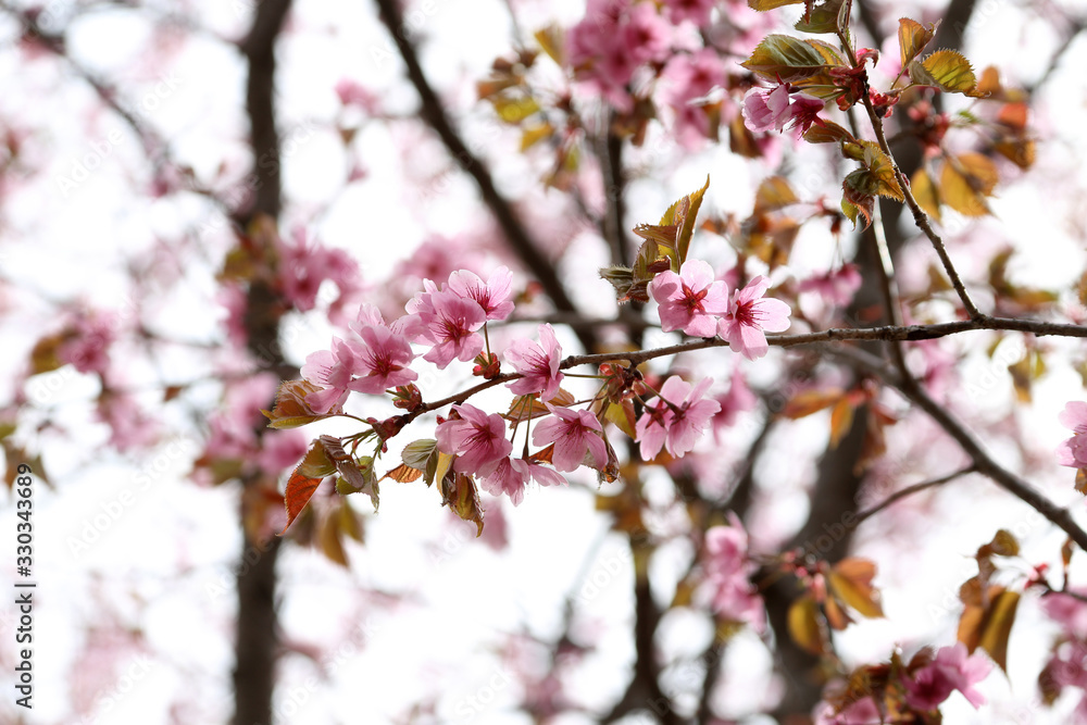 Sakura. Apricot blossom.
