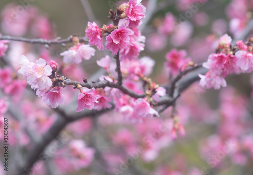 沖縄に咲く紅いヒカンザクラ、桜、寒緋桜 © cotta foto