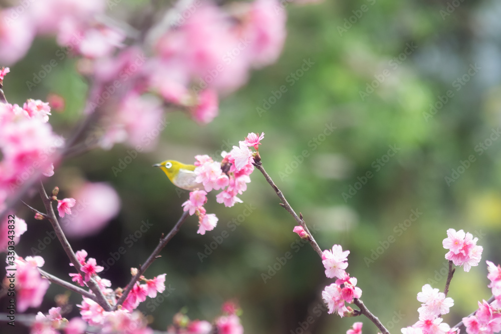 沖縄に咲く紅いヒカンザクラとメジロ、桜、寒緋桜 沖縄に咲く紅いヒカンザクラとメジロ、桜、寒緋桜