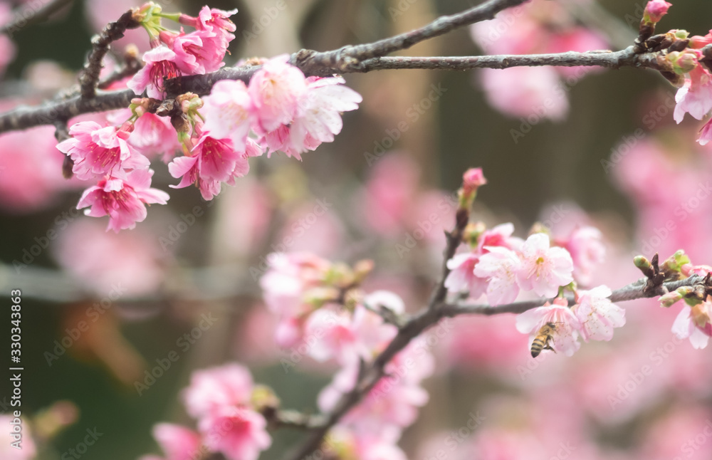 沖縄に咲く紅いヒカンザクラ、桜、寒緋桜